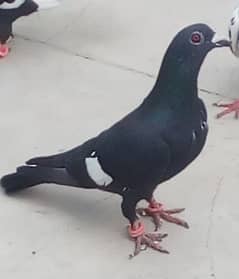 pigeon