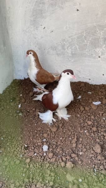 Fancy Pigeons Breeder Pairs Top quality  with chicks with eggs 0