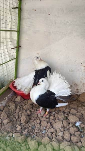 Fancy Pigeons Breeder Pairs Top quality  with chicks with eggs 1