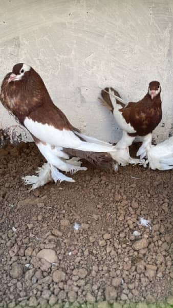 Fancy Pigeons Breeder Pairs Top quality  with chicks with eggs 2