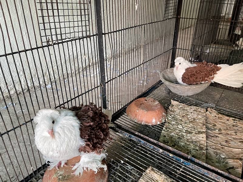 Fancy Pigeons Breeder Pairs Top quality  with chicks with eggs 3