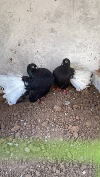 Fancy Pigeons Breeder Pairs Top quality  with chicks with eggs 4