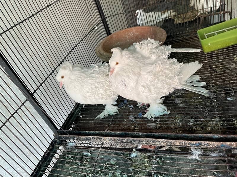 Fancy Pigeons Breeder Pairs Top quality  with chicks with eggs 5