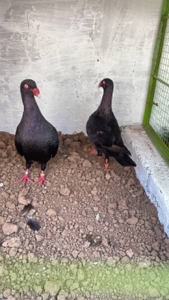 Fancy Pigeons Breeder Pairs Top quality  with chicks with eggs 7