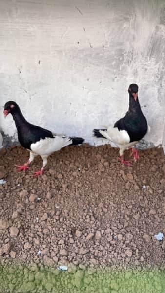 Fancy Pigeons Breeder Pairs Top quality  with chicks with eggs 9