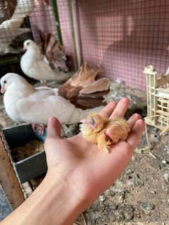 Fancy Pigeons Breeder Pairs Top quality  with chicks with eggs