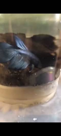 Betta pair