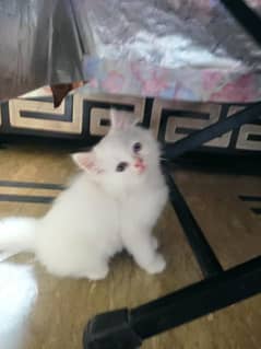 persian kitten