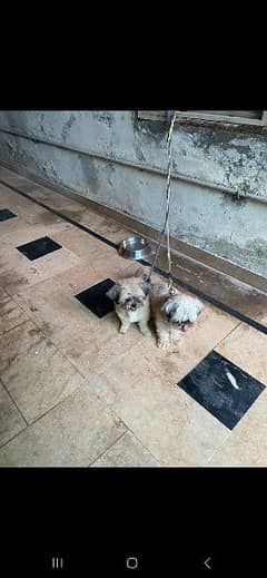 Pair Of Shih tzu dogs