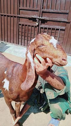 goat nagra  3.5 month confirm Gabbar female available