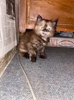 more than triple court Persian kitten for sale