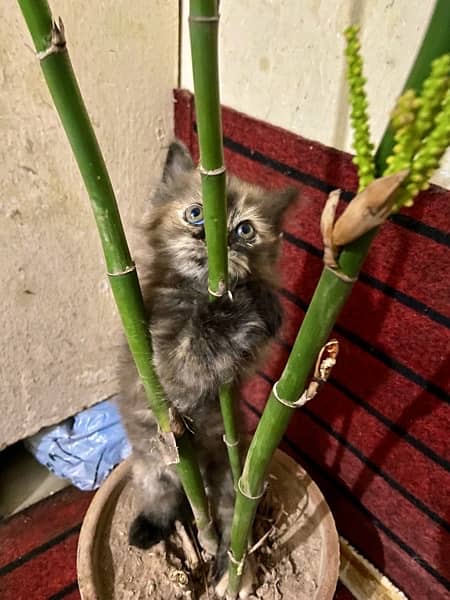 more than triple court Persian kitten for sale 5