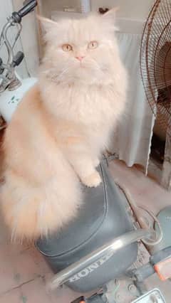 Male cat sale price 10000