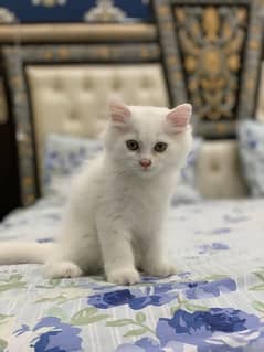 Persian kitten