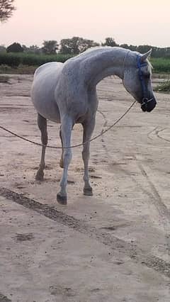 straight Egyptian Arabian mare 03080003139