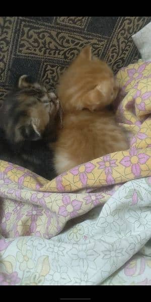 Persian Kittens Triple Coated Blue eyes 2