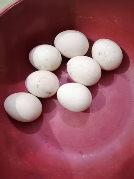 Bantam Chicks and Assel Pure Boska Breeder pair Eggs 1