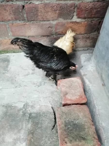 Bantam Chicks and Assel Pure Boska Breeder pair Eggs 2