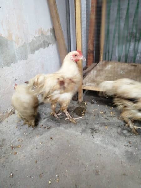 Bantam Chicks and Assel Pure Boska Breeder pair Eggs 4