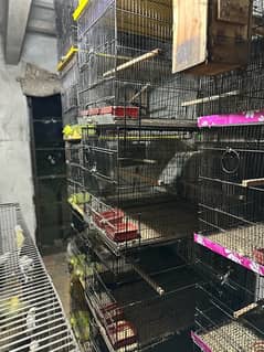 lovebirds and cages available for sale 0