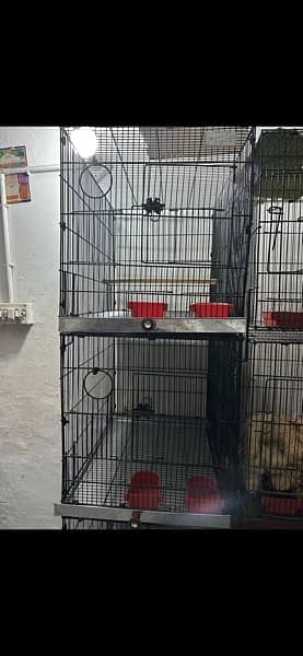 lovebirds and cages available for sale 4