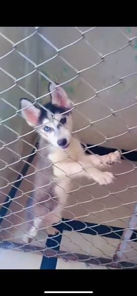 syberian husky blue eyes female 0