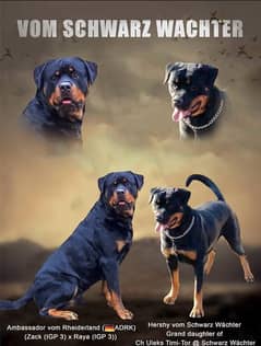 Rottweiler Pedigreed Puppies