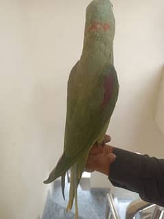 Raw Male Parrot