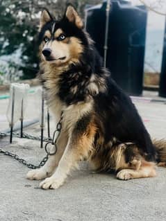 Husky Breeder Male