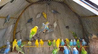 Budgies Parrots