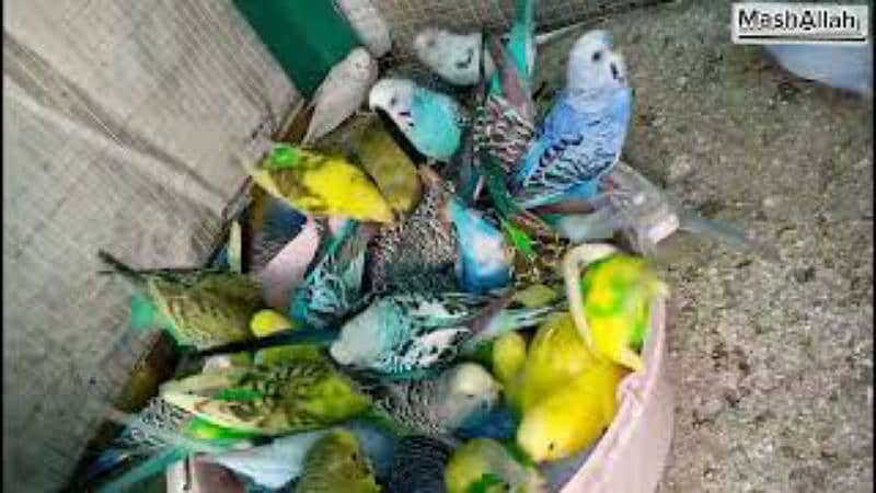 Budgies Parrots 1