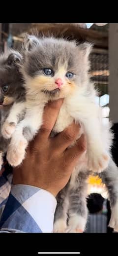 Persian Kitten Grey and White