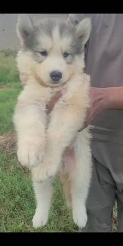 Top Quality woolycote pup male