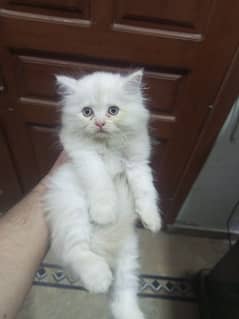 Persian Triple coated kitten