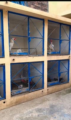 aseel cages ki slabs aur door available