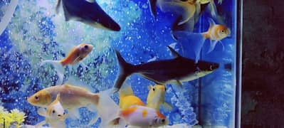 2pcs aquarium blue line sharks length almost 8in