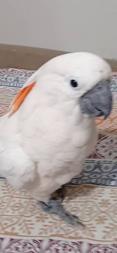 Cockatoo