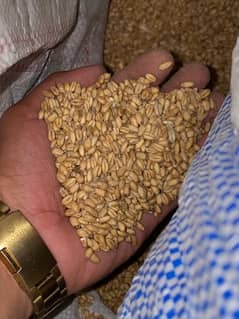 Gandam/Wheat high quality for sale