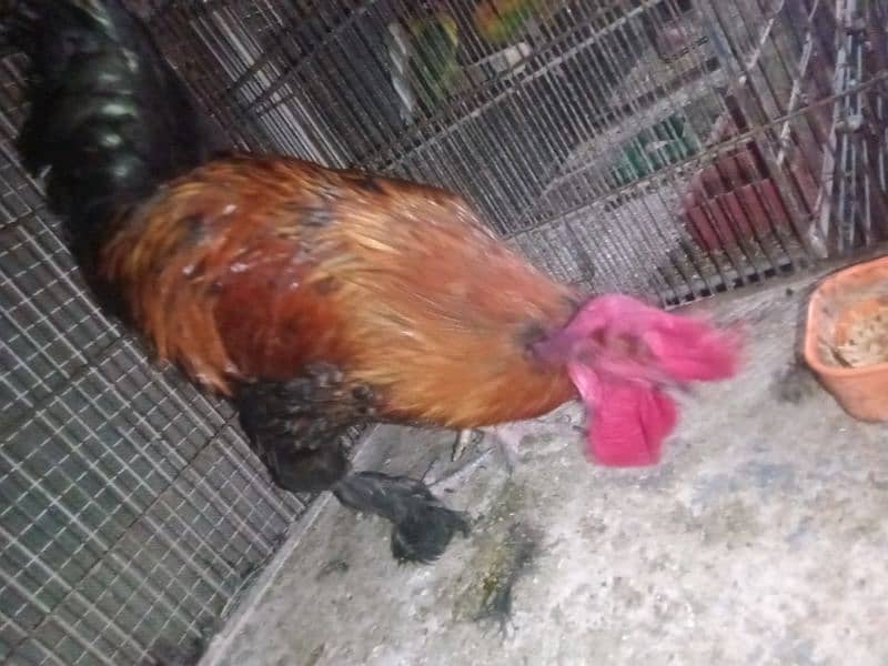 breeder aseel chicks are available 1