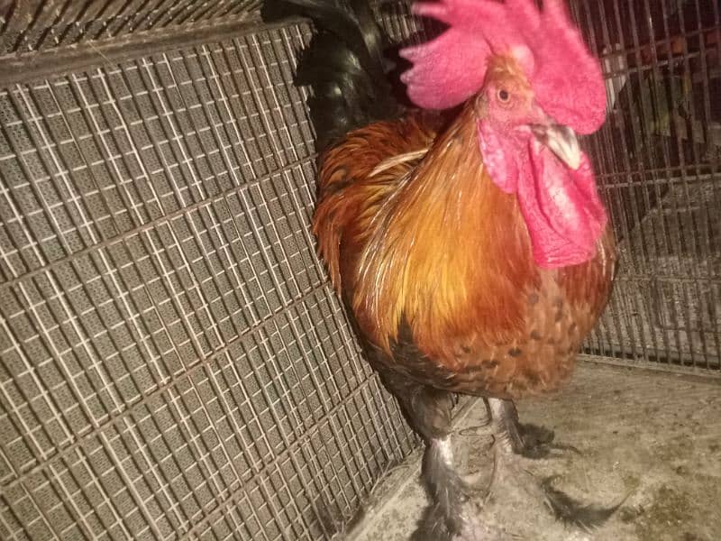 breeder aseel chicks are available 2