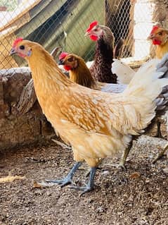 Golden|Misri|Pathi|female|Chicks|Desi egg laying hen| Murgi|chuzay