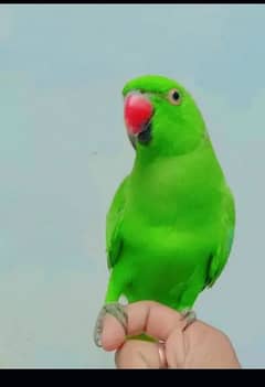 hand team parrot for sale 03054636833