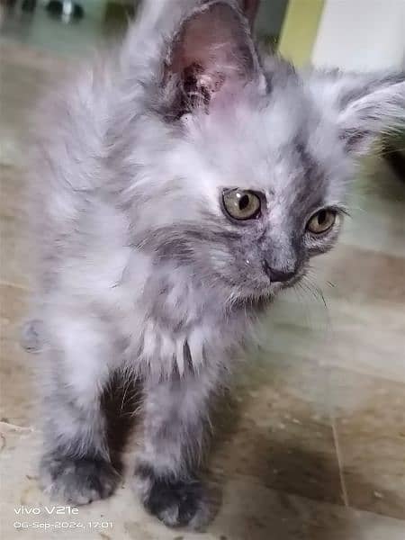 male female Persian kitten 1