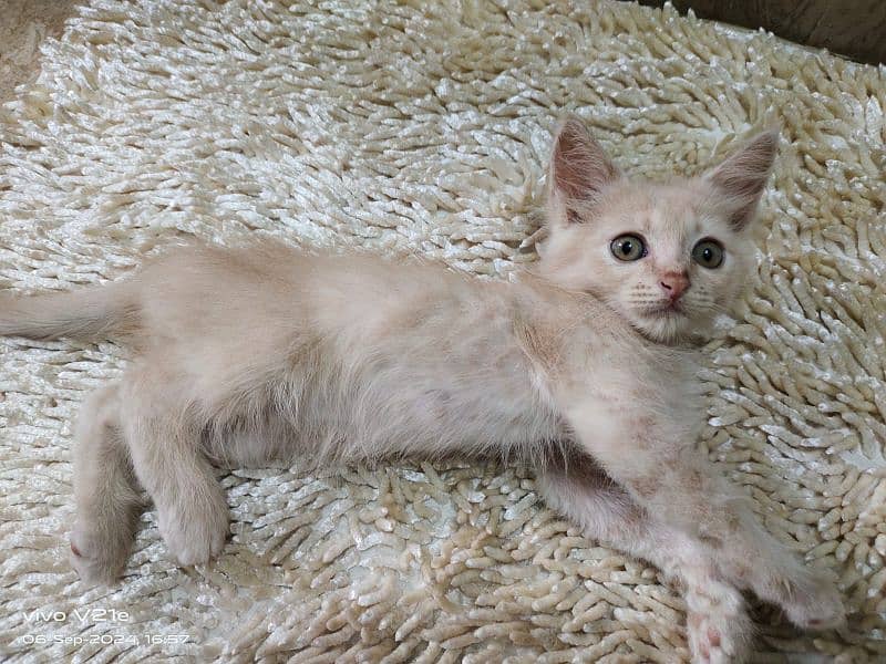 male female Persian kitten 2