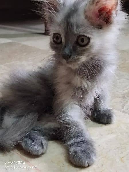 male female Persian kitten 5