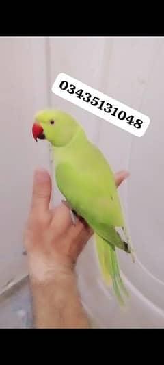 03435131048 Green ringneck Male  parrot handtame