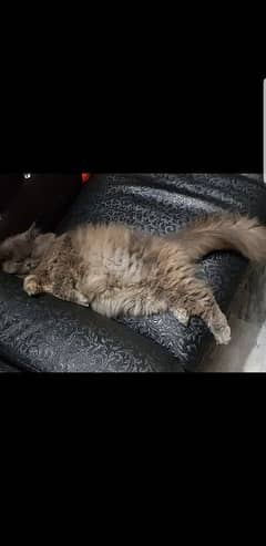 4 coated persian cat