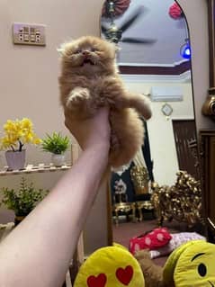 triple couted pure Persian kittens 0