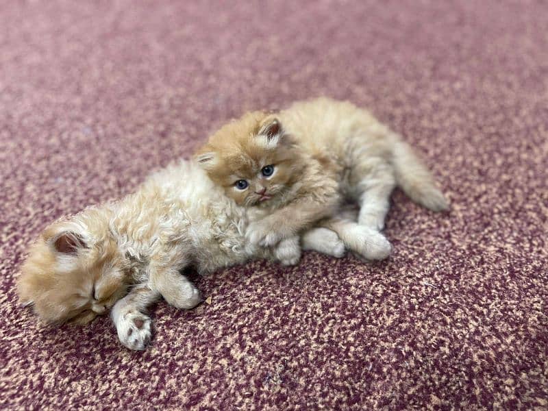 triple couted pure Persian kittens 2