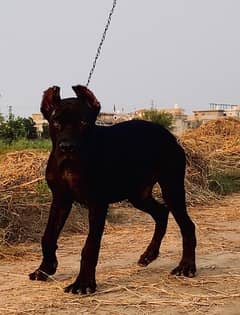 Cane Corso Male